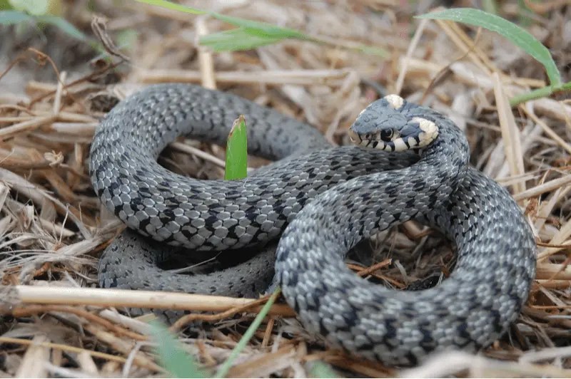 Animals That Play Dead (14 Examples + Pictures)