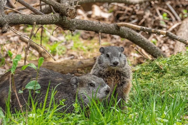 Can Groundhogs Climb Trees? [Answer & Facts]
