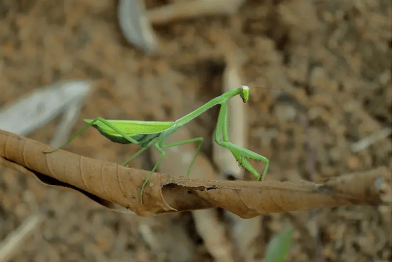 Animals That Play Dead (14 Examples + Pictures)