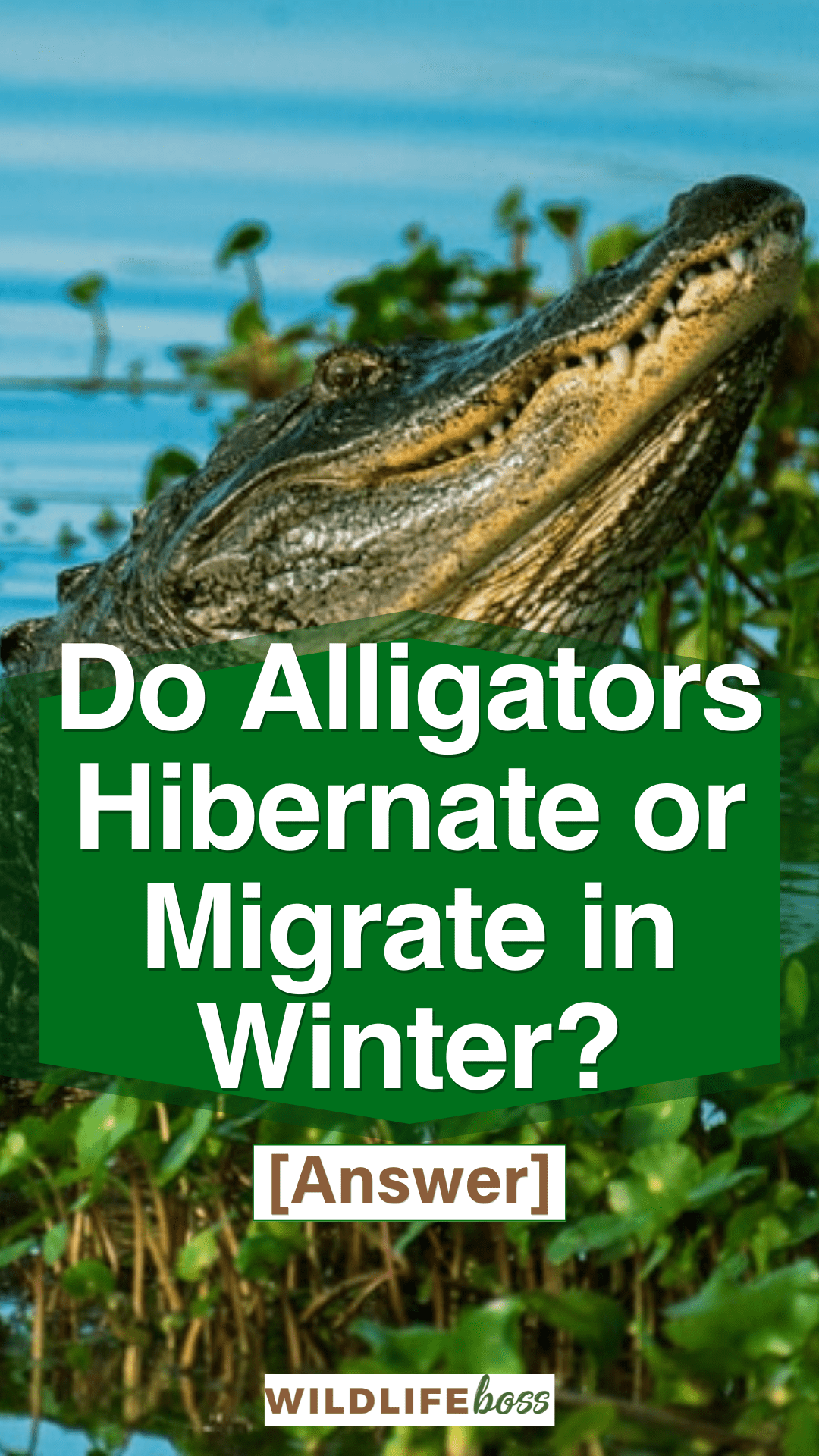Do Alligators Hibernate or Migrate in Winter? [Answer]