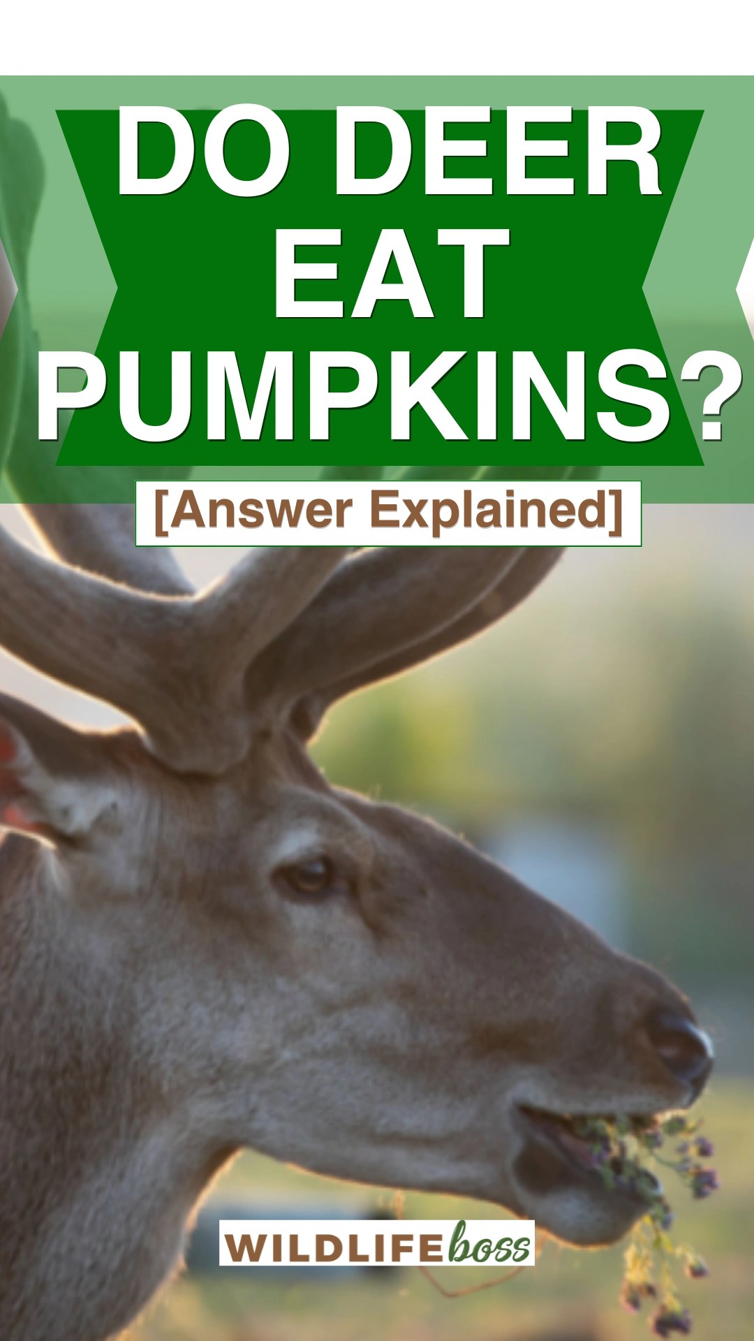 Do Deer Eat Pumpkins? [Answer Explained]