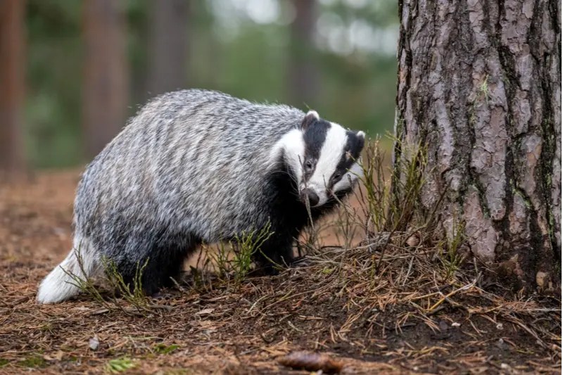 Can Badgers Climb Trees? [Answered]