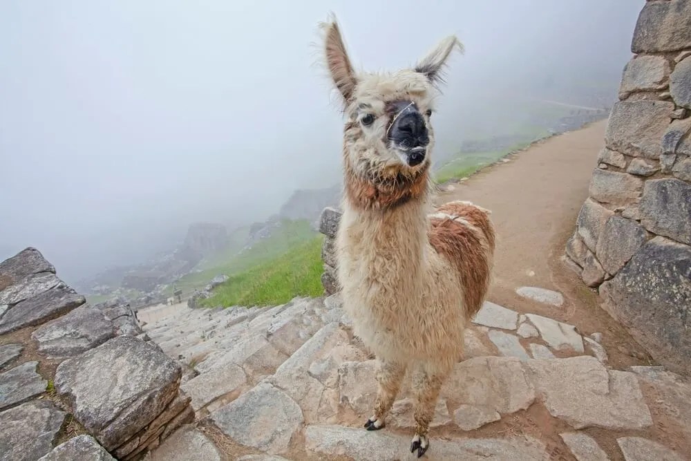 Do Llamas Have Hooves? [Answered & Explained]