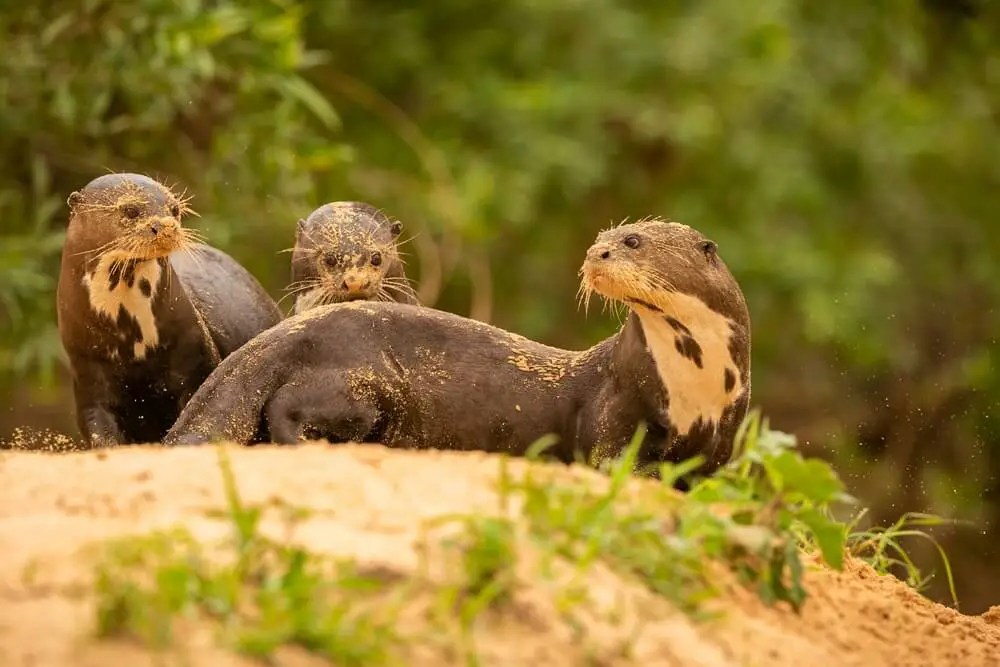 Do Otters Build Dams? [No! Here’s What They Do]