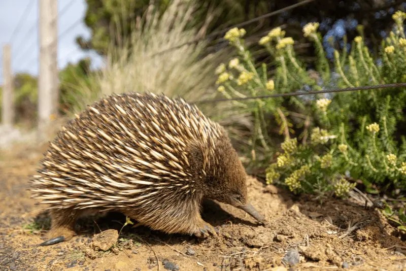 15 Animals with Quills