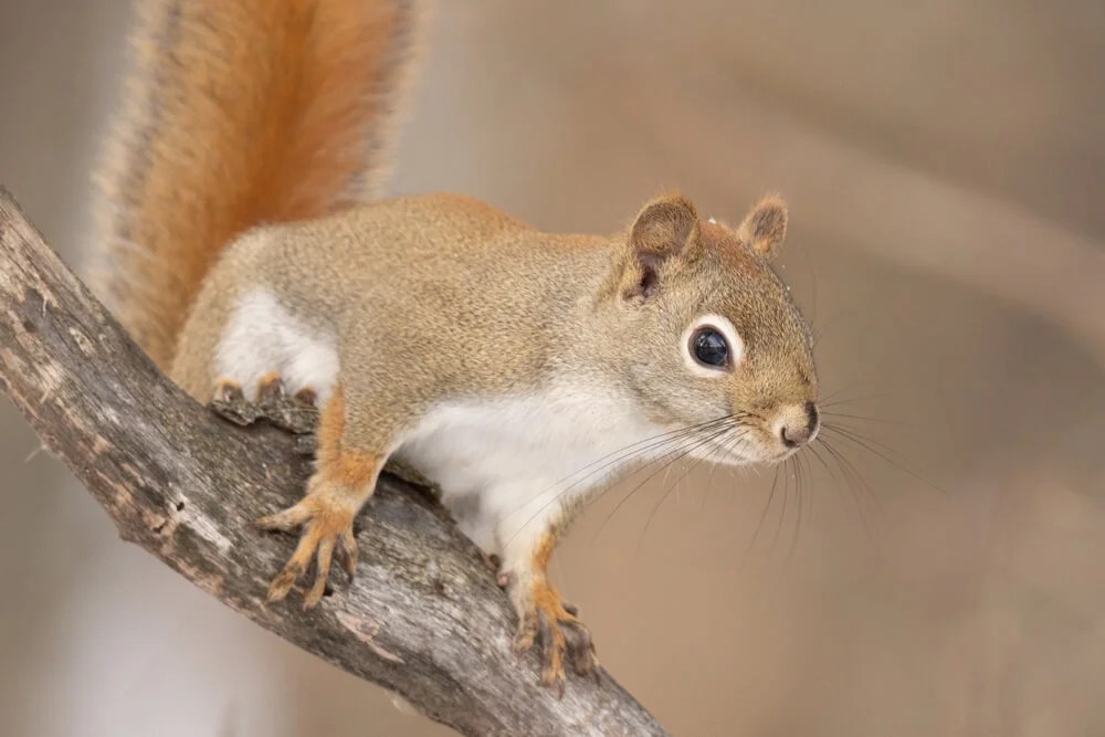 12 Types of Squirrels (with Pictures)