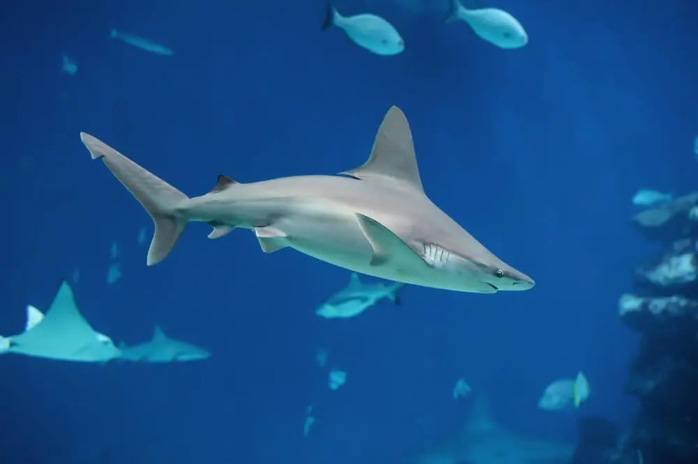 Are Sharks Apex Predators? [Answered & Explained]