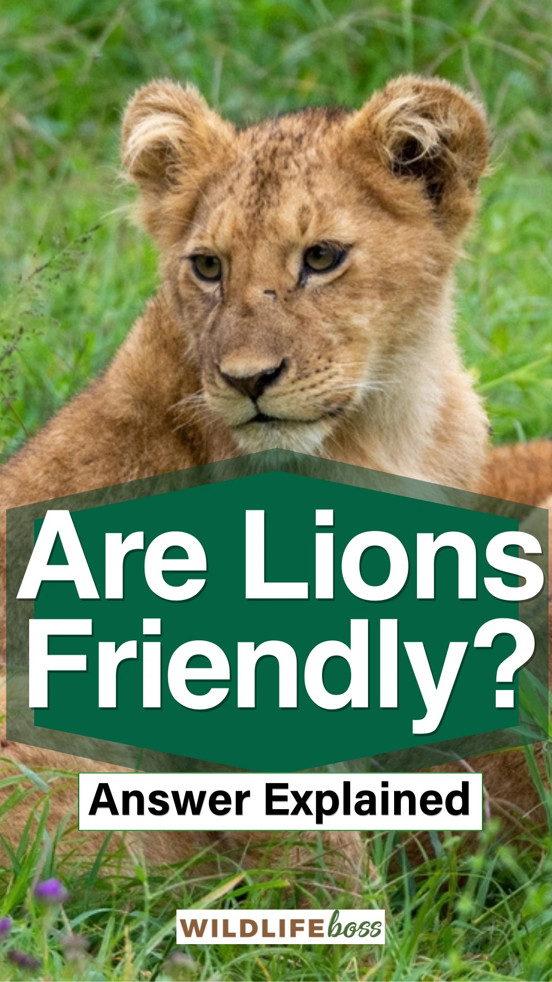Are Lions Friendly? [Answer Explained]