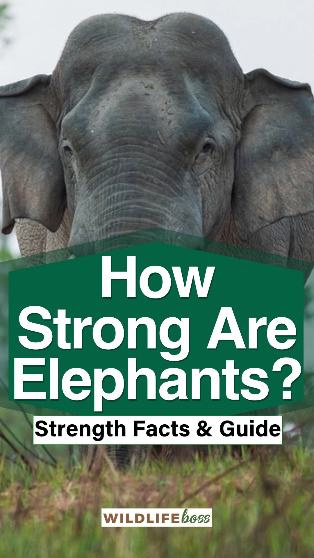 How Strong Are Elephants? [Strength Facts & Guide]
