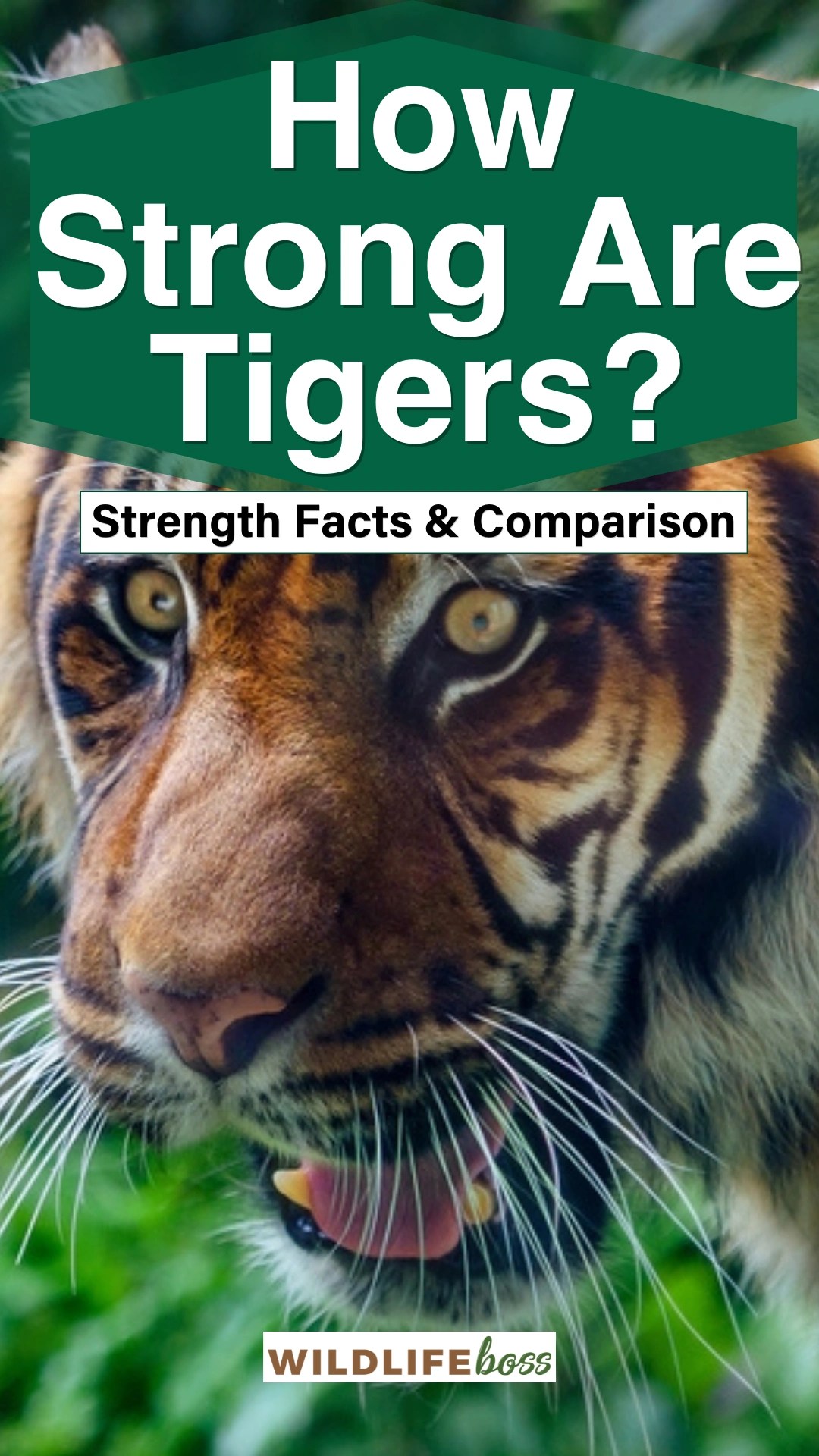 How Strong Are Tigers? [Strength Facts & Comparison]