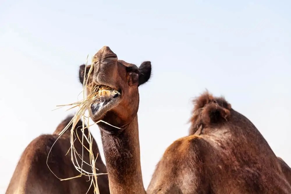 Why Do Camels Foam At The Mouth? (Find Out!)