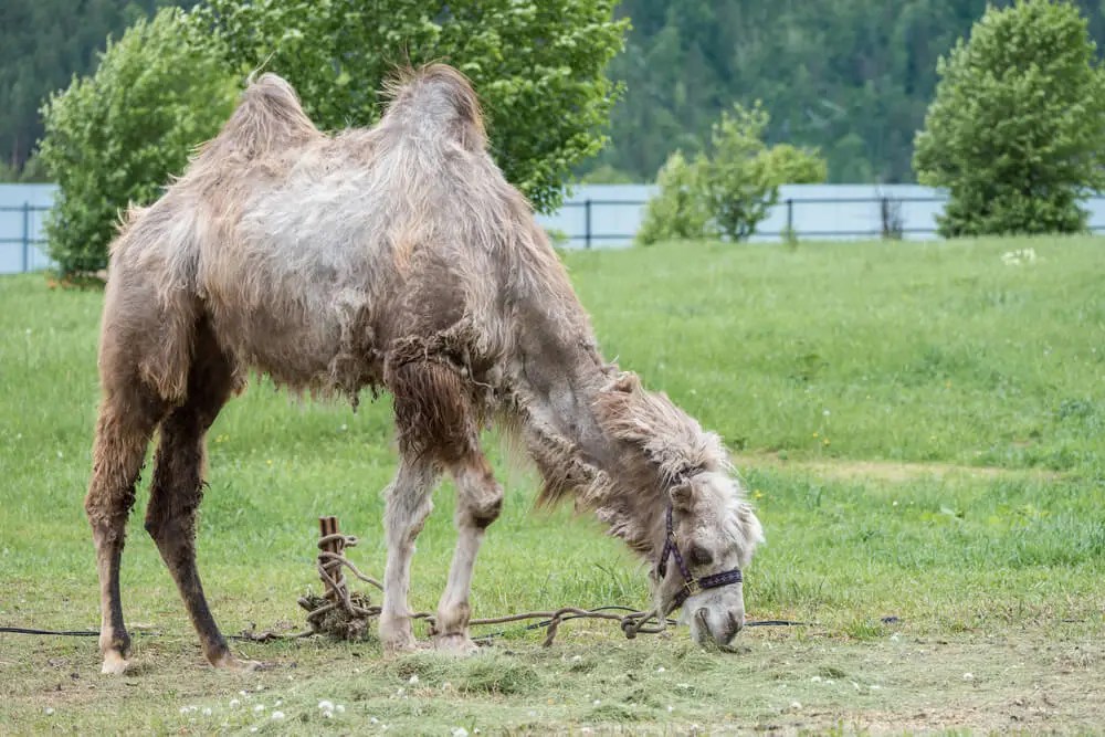 Do Camels Eat Meat? (Are They Omnivores?)
