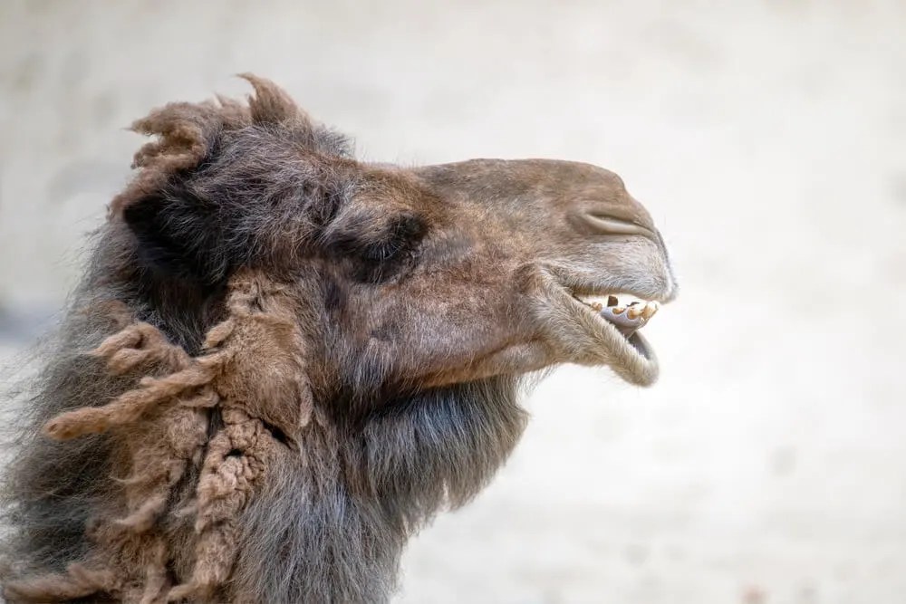 Why Do Camels Smell So Bad? [Answers]
