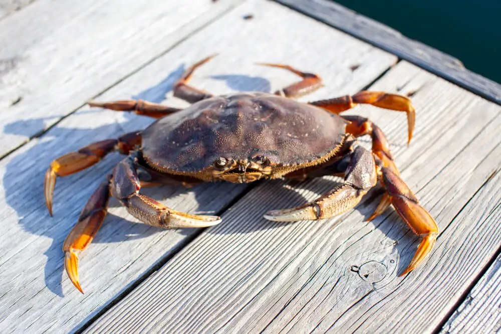 Dungeness Crab Vs. Snow Crab 15 Differences Comparison