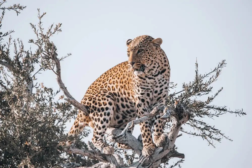 Learn about 119+ imagen can a jaguar climb a tree In.thptnganamst.edu.vn