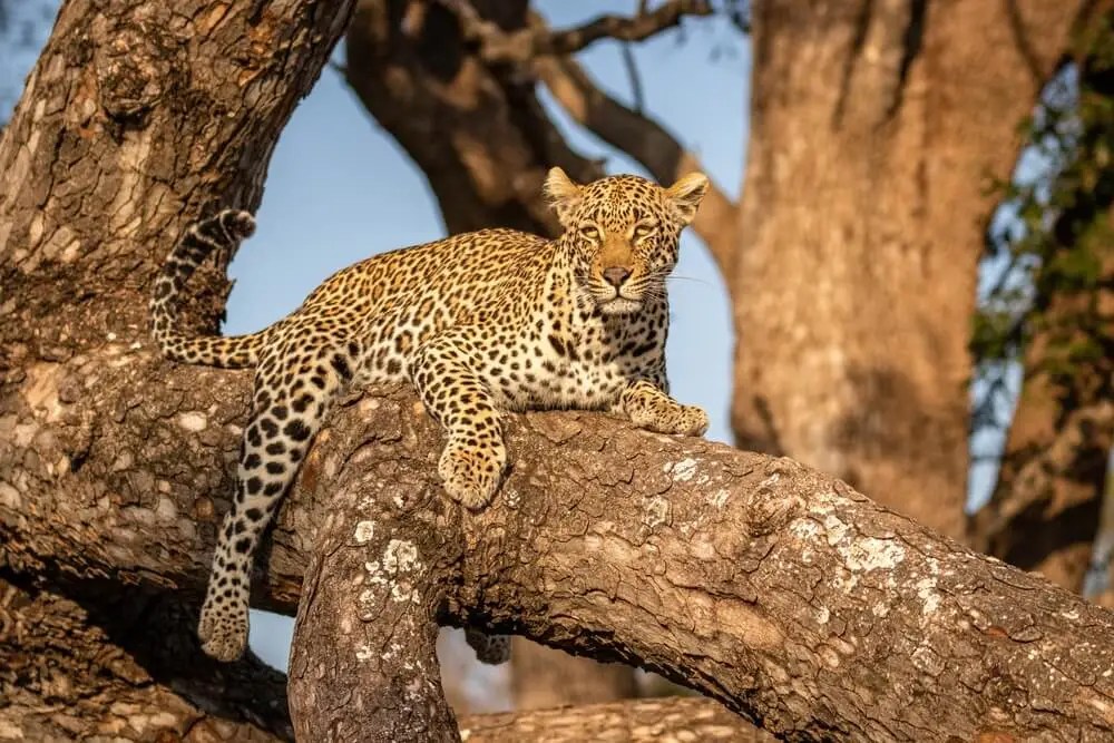 Can Leopards Climb Trees? [The Best Big Cat Climbers]