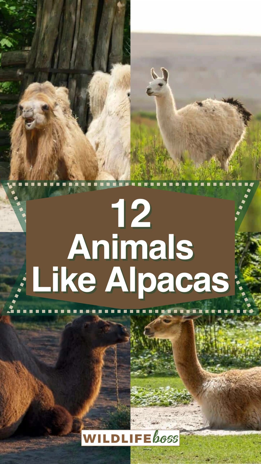 12 Animals Like Alpacas (With Pictures)