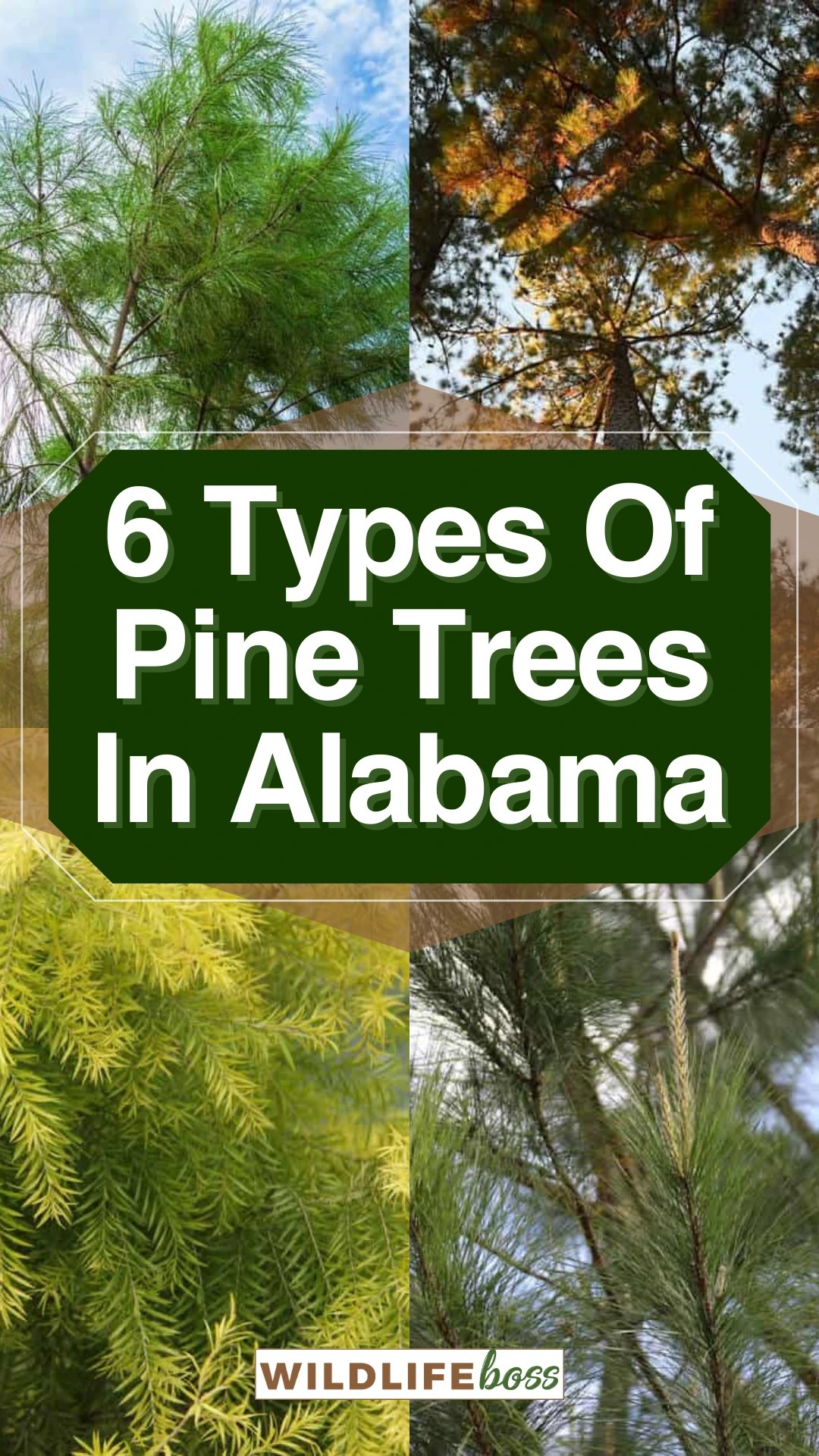 6 Types Of Pine Trees In Alabama (Pictures)