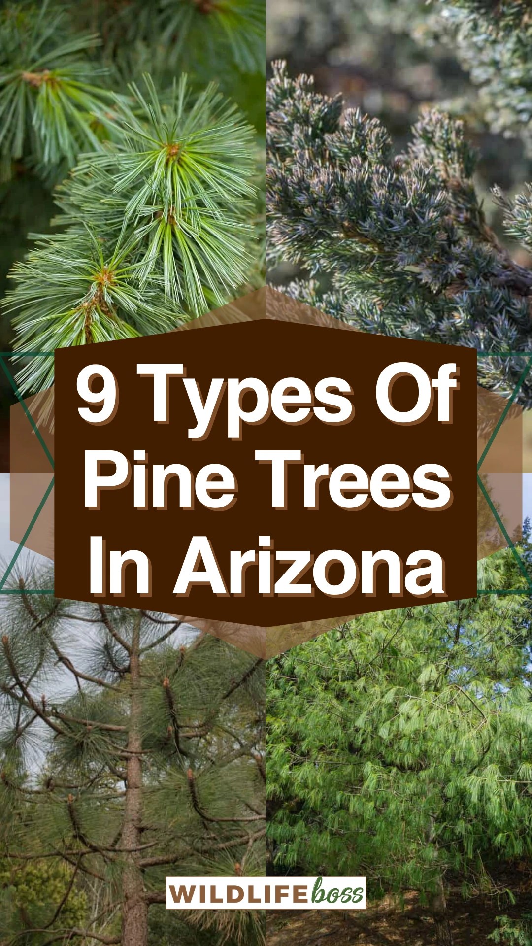 9 Types Of Pine Trees In Arizona (With Pictures)