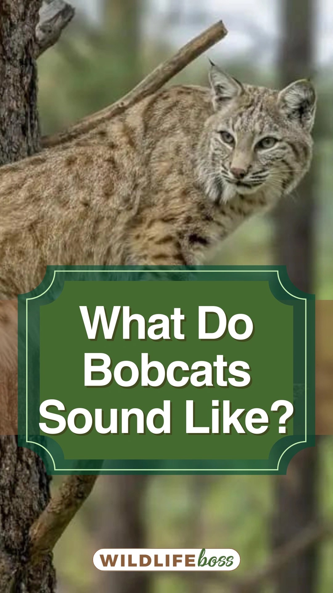What Do Bobcats Sound Like? (Answer)
