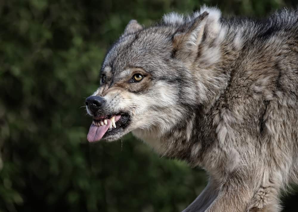 Wolf Teeth Explore Fascinating Facts & Formulas (Stats)