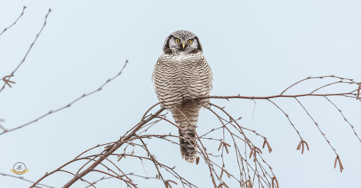 Why Do Owls Hoot at Night? Learn the Reasons Behind Their Calls