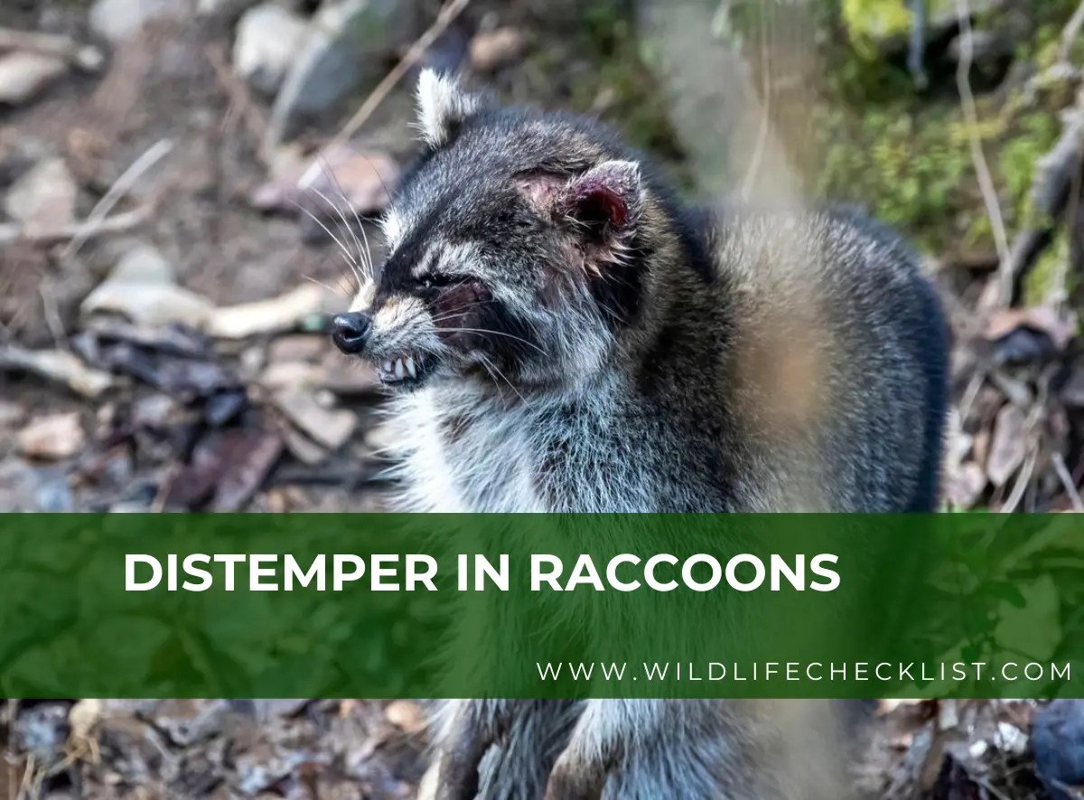Distemper In Raccoons (Symptoms, Effects, Prevention and Treatments