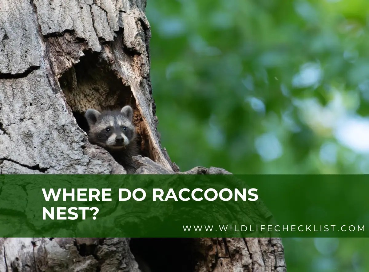 Where Do Raccoons Nest? (With Photos) Wildlife Checklist