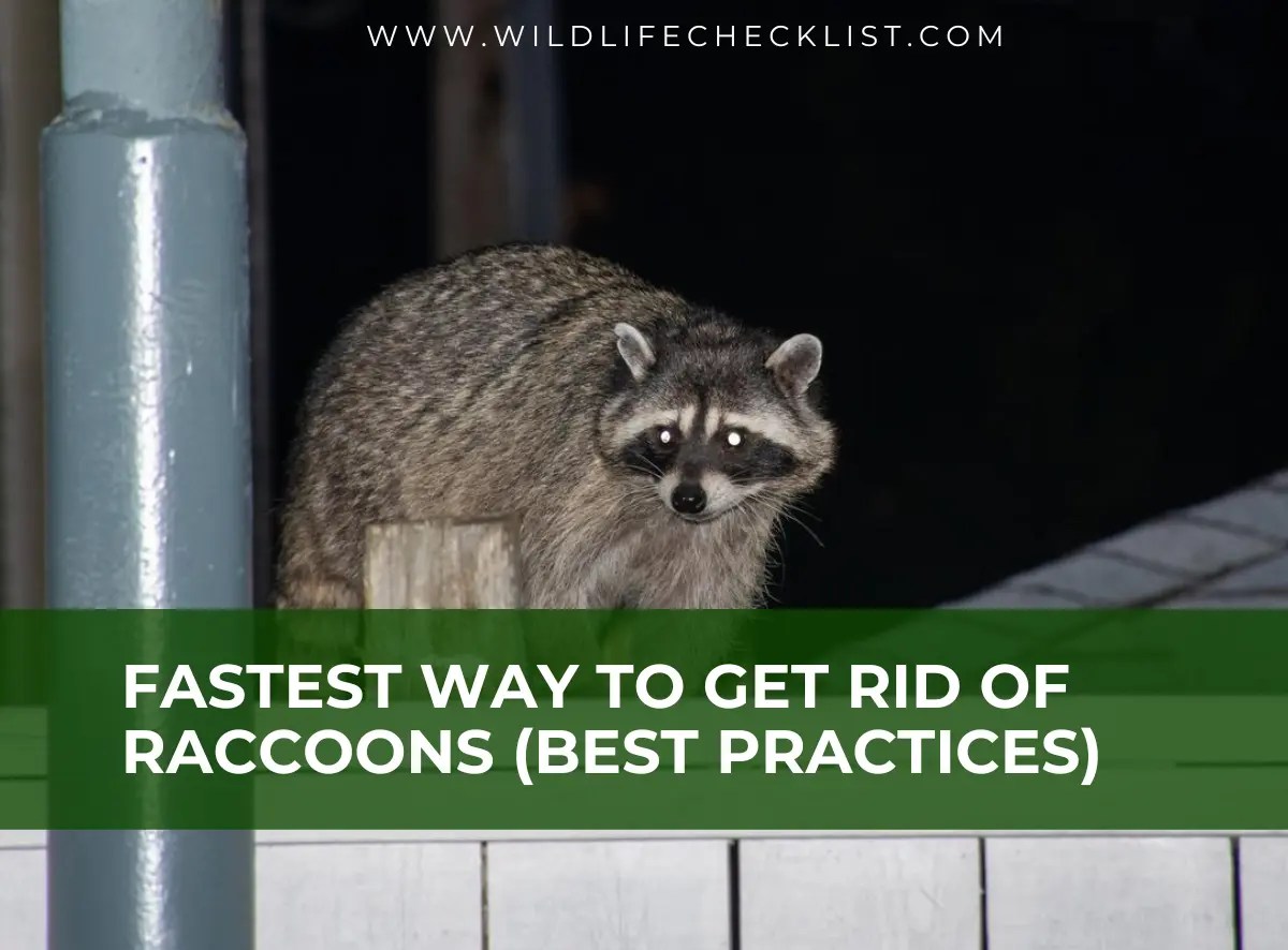 Fastest Way to Get Rid of Raccoons (Best Practices) Wildlife Checklist