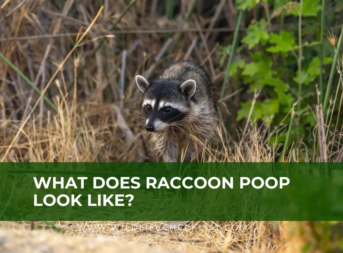 What Does Raccoon Poop Look Like? (Pictures) Wildlife Checklist