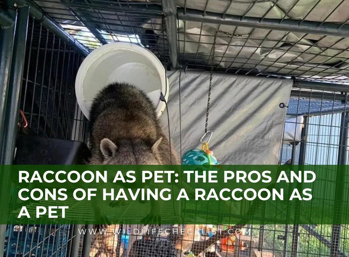 Raccoon As Pet The Pros And Cons Of Having Raccoon As Pet Wildlife