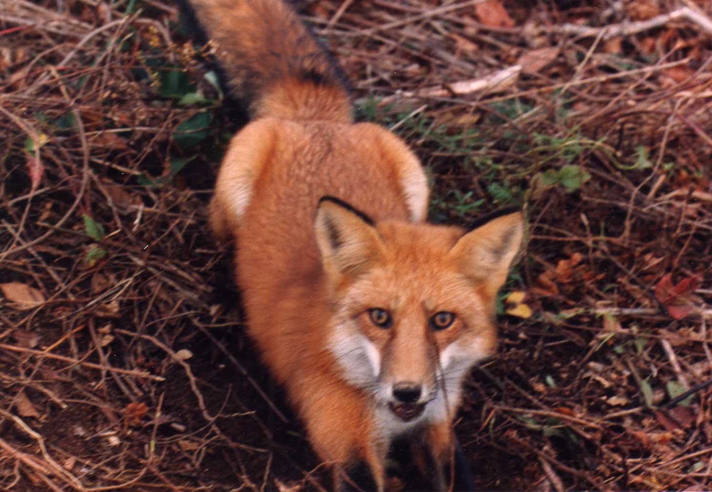 Fox Removal & Control Wildlife Control Solutions