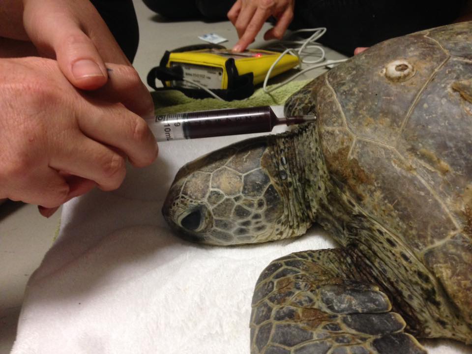 Turtle trouble Wildlife Rescue Darwin