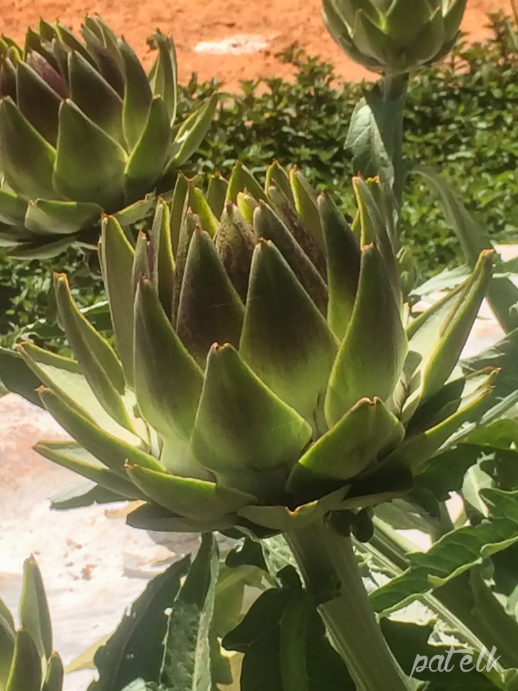 Artichoke Wildlife Den South African And Australian Wildlife