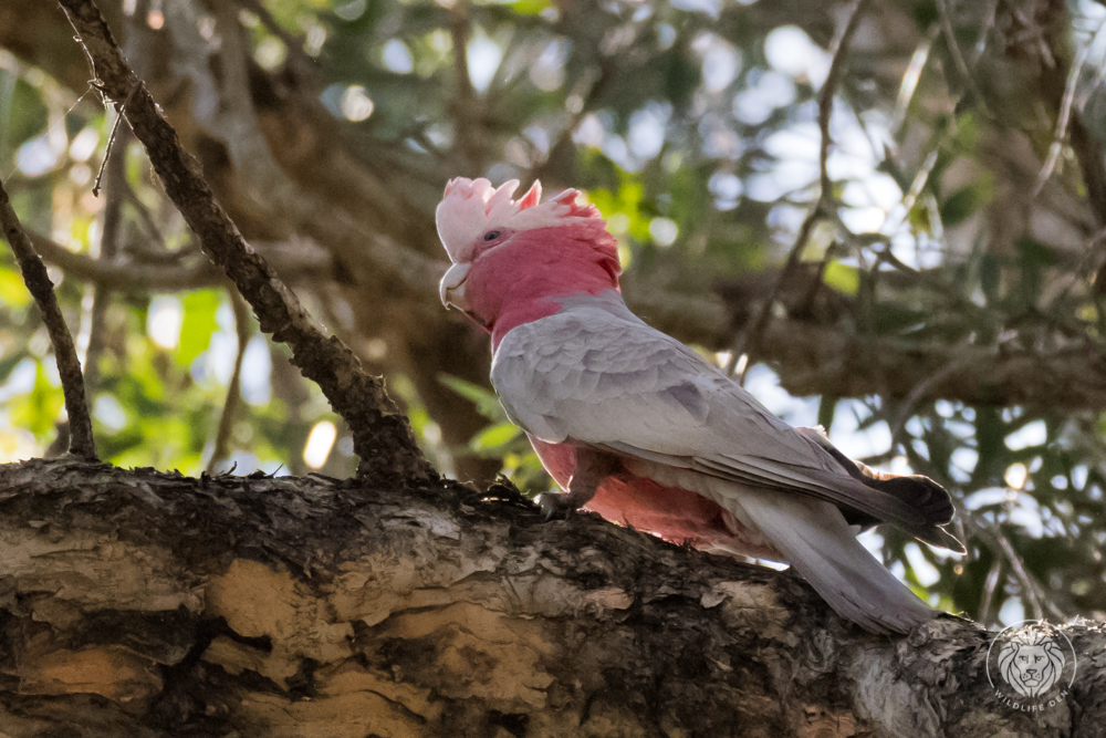 Galah Wildlife Den South African And Australian Wildlife Photography