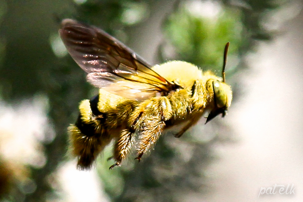 Carpenter Bee Wildlife Den South African And Australian Wildlife