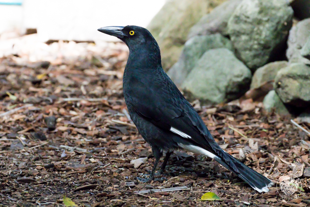 Pied Currawong Wildlife Den South African And Australian Wildlife
