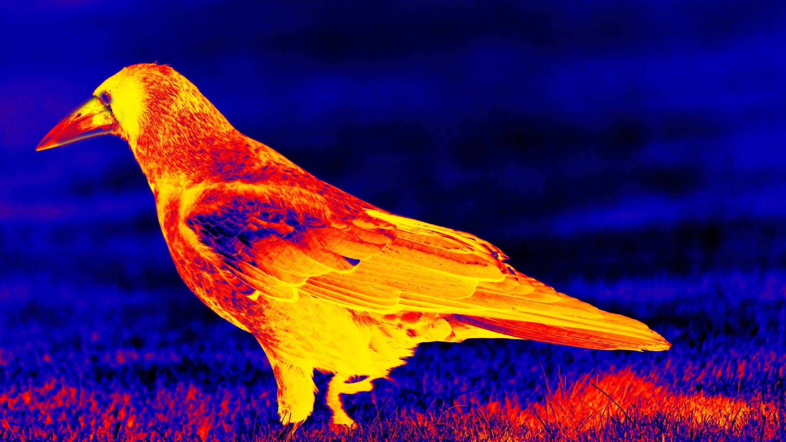 Thermal Imaging Drones Make the invisible visible with thermal drones