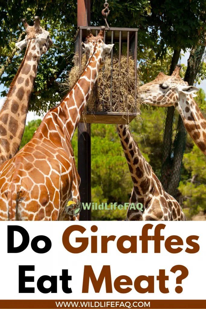 Do Giraffes Eat Meat? ????(Answered) WildLifeFAQ