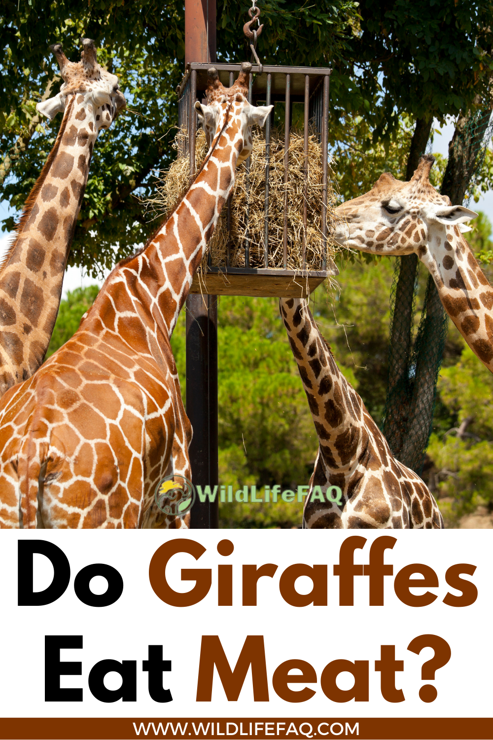 Do Giraffes Eat Meat? ????(Answered) WildLifeFAQ