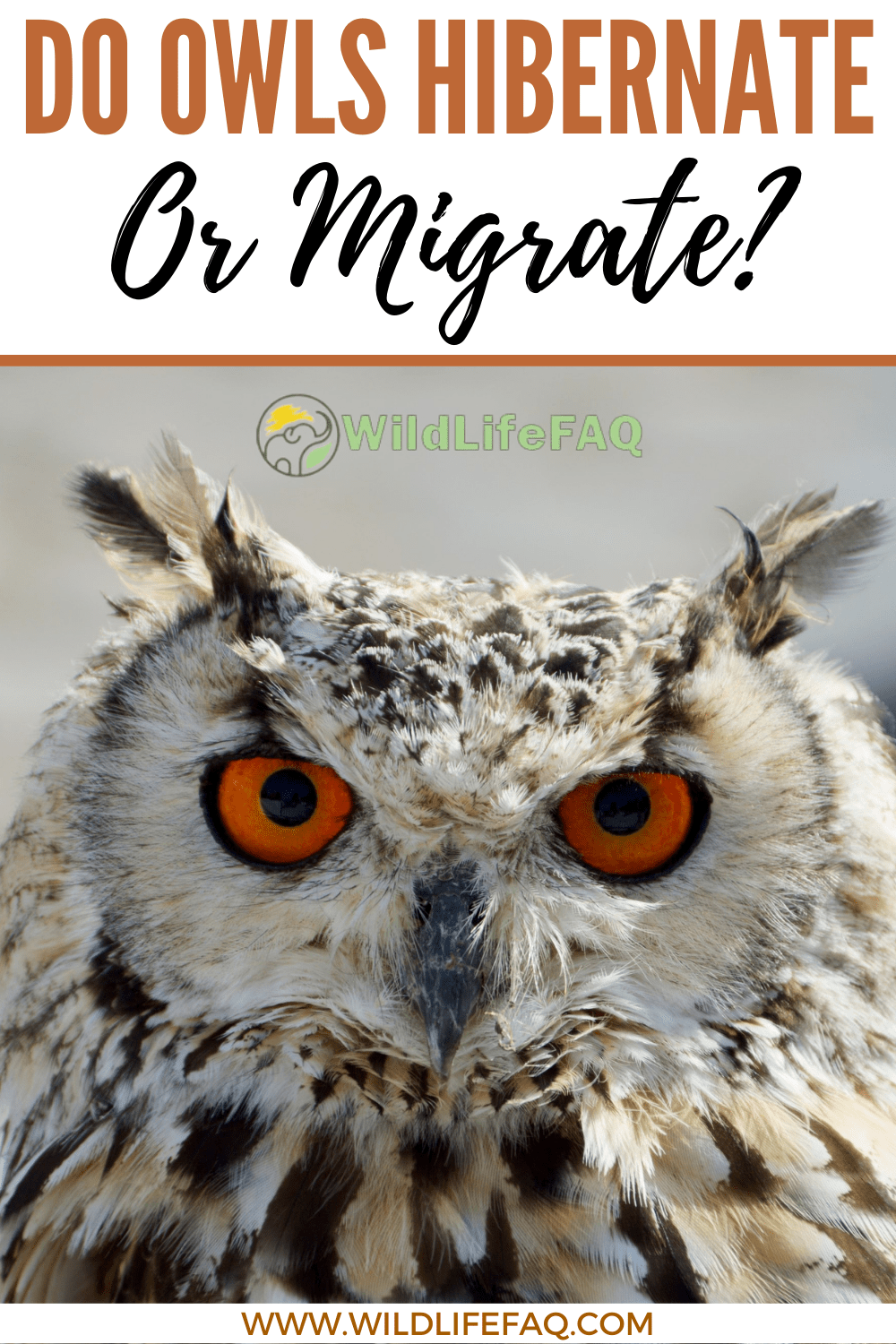 Do Owls Hibernate or Migrate? ???? (Answered) WildLifeFAQ