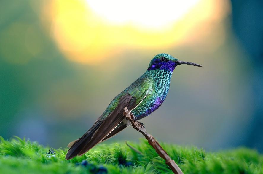 Can You Keep Hummingbirds as Pets? WildLifeFAQ