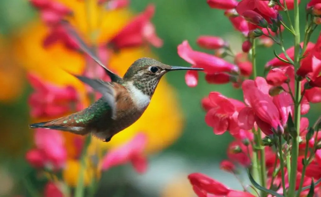 Can You Keep Hummingbirds as Pets? WildLifeFAQ