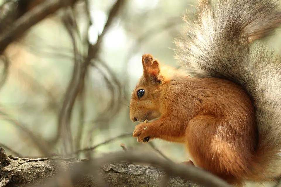 Can Squirrels See Orange? ????️ (Explained) WildLifeFAQ