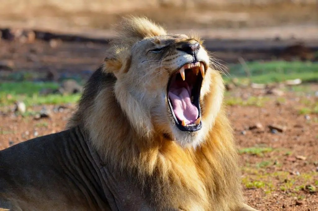 How Far Can Lions Hear? ???? WildLifeFAQ