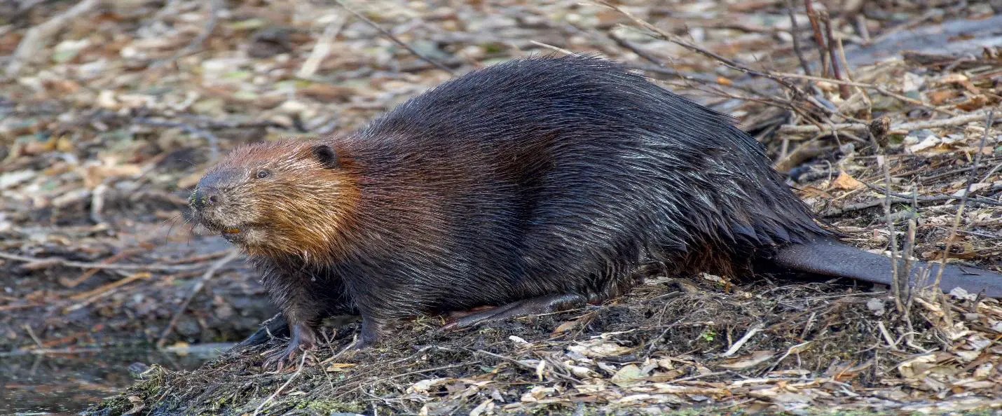How To Stop Beavers From Building Dams? WildLifeFAQ