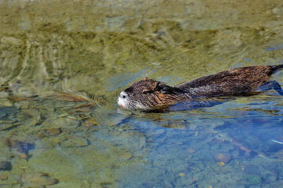 How To Stop Beavers From Building Dams? WildLifeFAQ