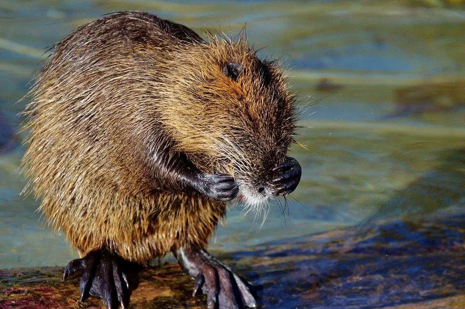 How To Stop Beavers From Building Dams? WildLifeFAQ