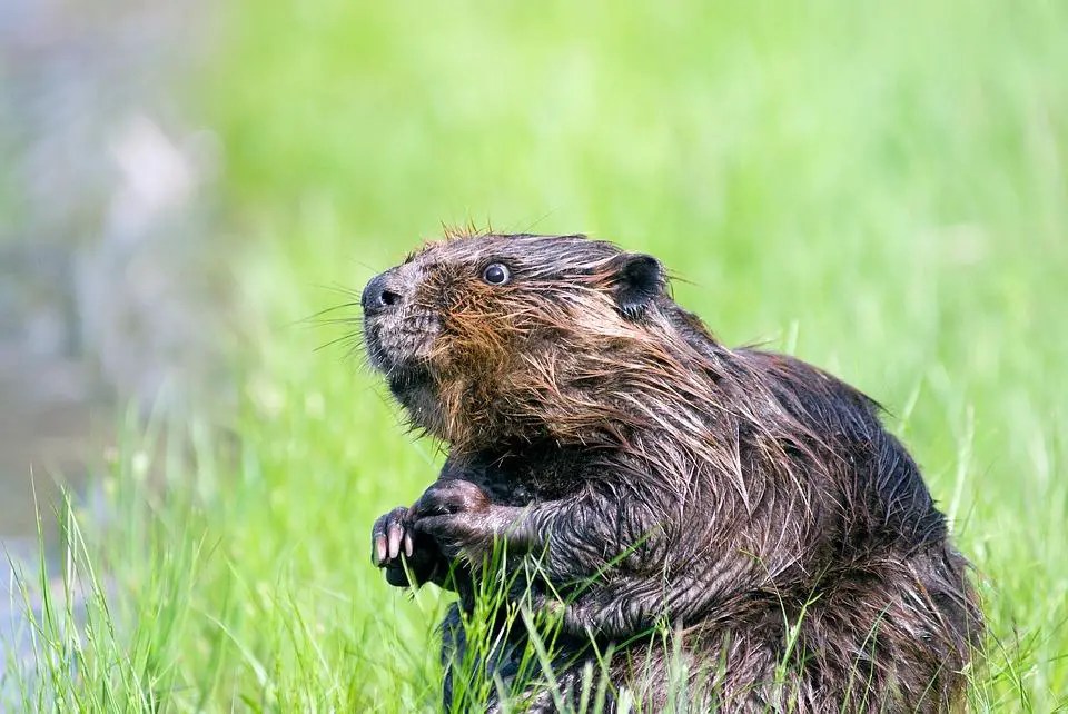 How To Stop Beavers From Building Dams? WildLifeFAQ