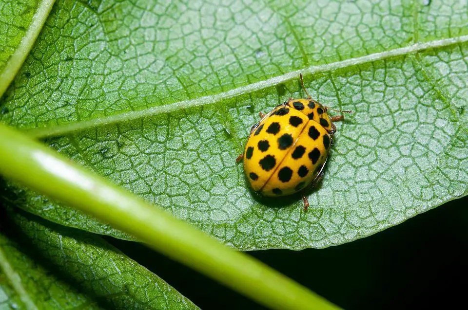 Are Orange and Yellow Ladybugs Poisonous? ???? (Answered) WildLifeFAQ